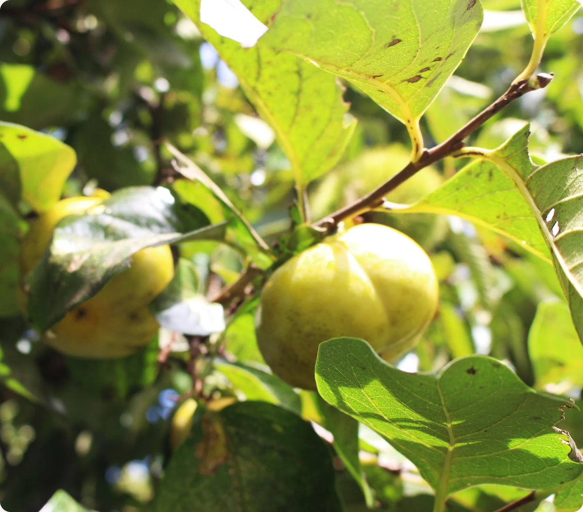 Green, unripe persimmons hanging on a sunlit branch